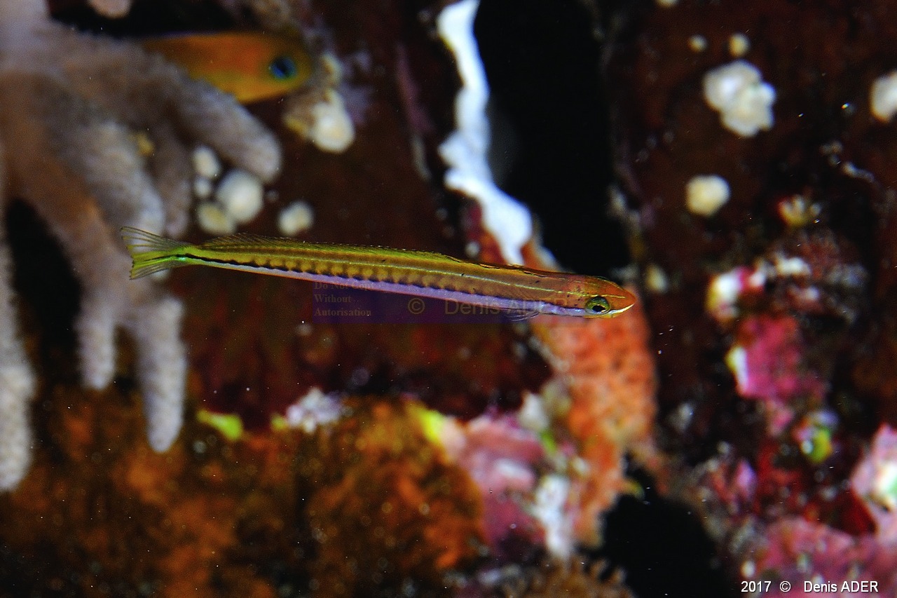 Plagiotremus tapeinosoma Blennie piano-Safaga Gamul kebir-9m-20171120-Denis-ADER-DSC_3051_tn.jpg